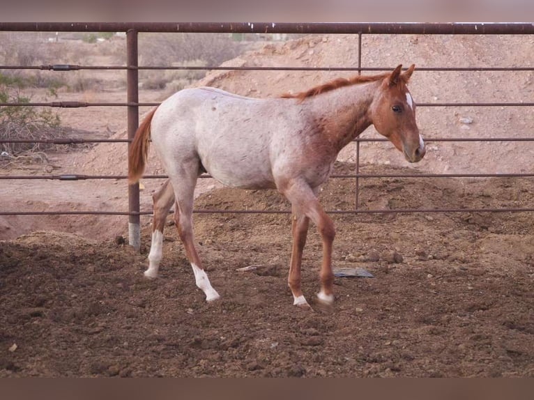 Quarter horse américain Jument 11 Ans 152 cm Rouan Rouge in Tonopah