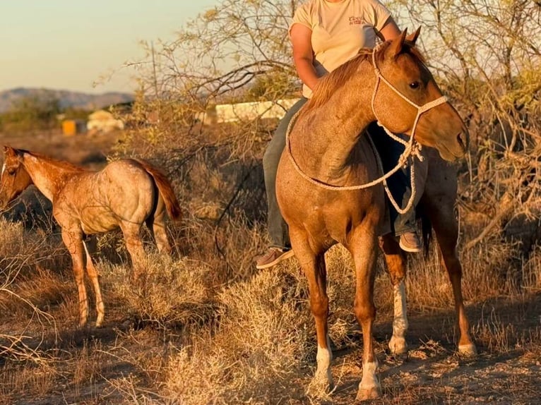Quarter horse américain Jument 11 Ans 152 cm Rouan Rouge in Tonopah