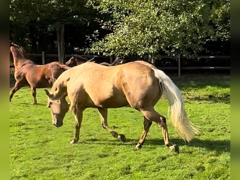 Quarter horse américain Jument 11 Ans 154 cm Palomino in Haan