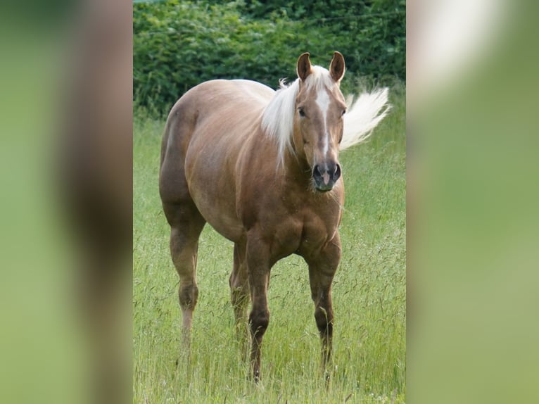 Quarter horse américain Jument 11 Ans 154 cm Palomino in Haan