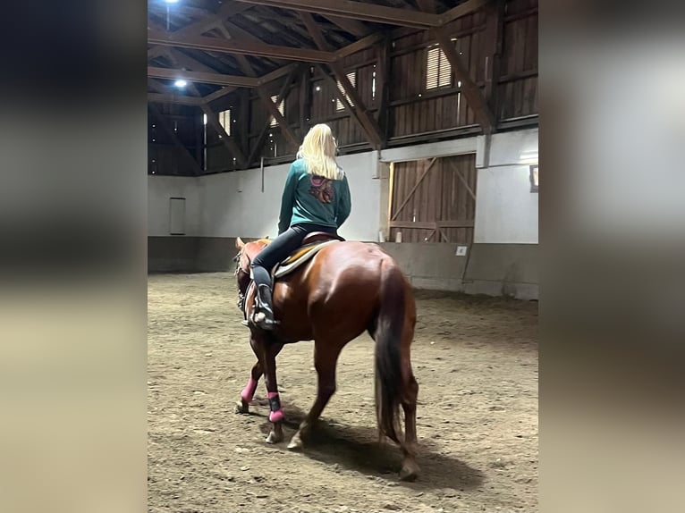 Quarter horse américain Jument 11 Ans 155 cm Alezan brûlé in Wasserburg am Inn