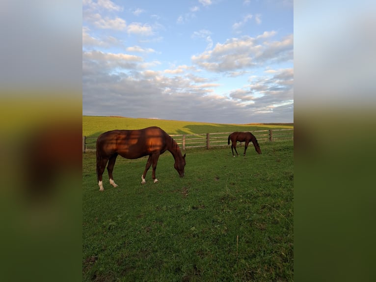 Quarter horse américain Jument 11 Ans 155 cm Alezan in Aspach