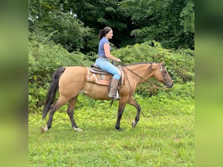 Quarter horse américain Jument 11 Ans 155 cm Buckskin in Granby, CT