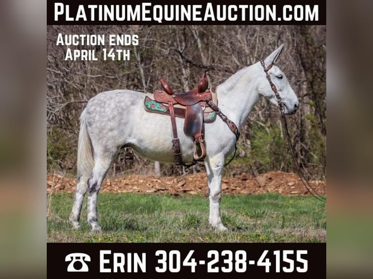 Quarter horse américain Jument 11 Ans 155 cm Gris in FLEMINGSBURG