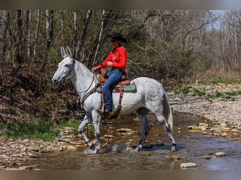 Quarter horse américain Jument 11 Ans 155 cm Gris in FLEMINGSBURG