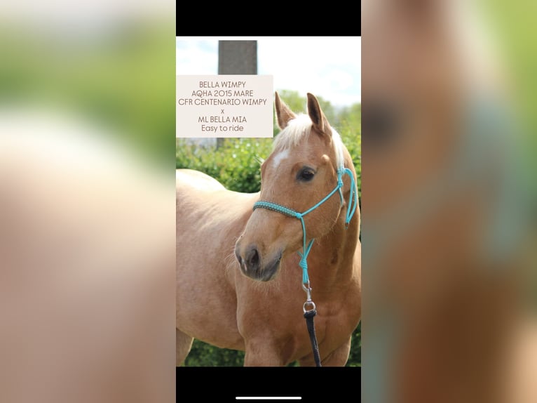 Quarter horse américain Jument 11 Ans 155 cm Palomino in Rotterdam