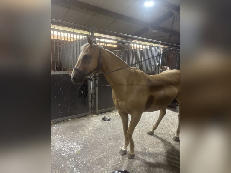 Quarter horse américain Jument 11 Ans 155 cm Palomino in Rotterdam