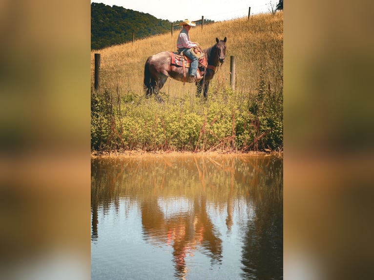 Quarter horse américain Jument 11 Ans 155 cm Rouan Bleu in Culleoka, TN