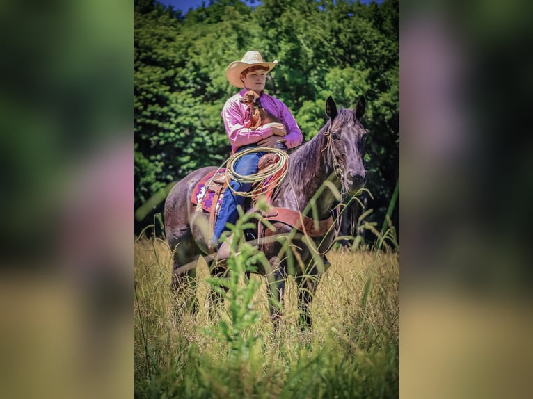 Quarter horse américain Jument 11 Ans 155 cm Rouan Bleu in Culleoka, TN