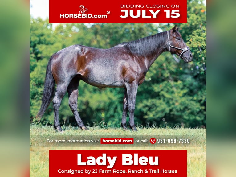 Quarter horse américain Jument 11 Ans 155 cm Rouan Bleu in Culleoka, TN