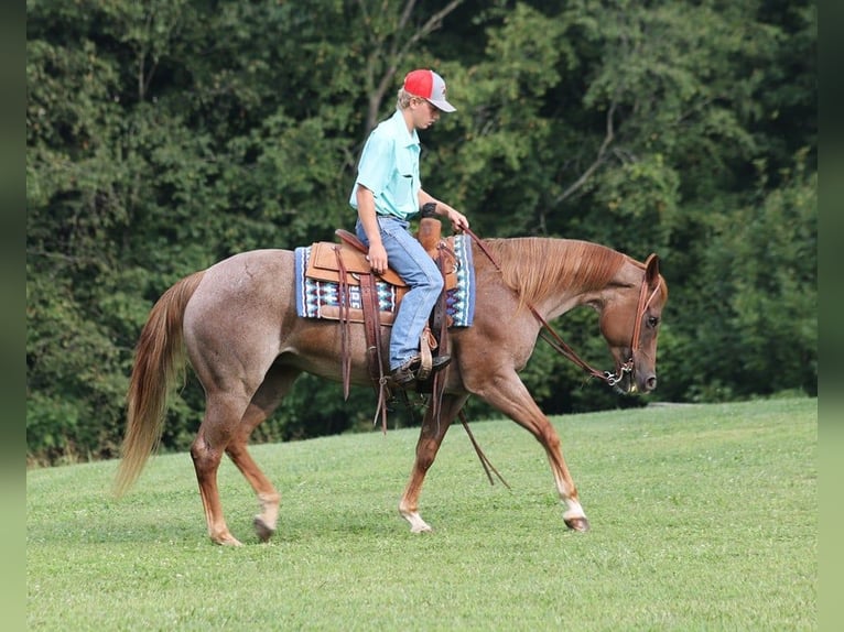 Quarter horse américain Jument 11 Ans 155 cm Rouan Rouge in Level Green Ky