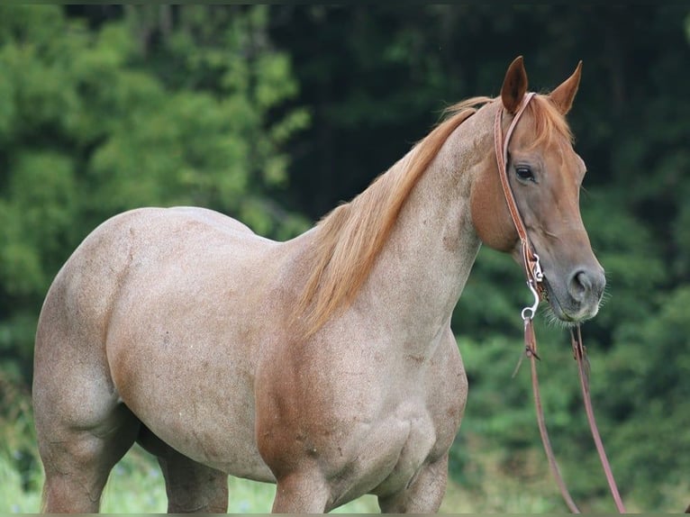 Quarter horse américain Jument 11 Ans 155 cm Rouan Rouge in Level Green Ky