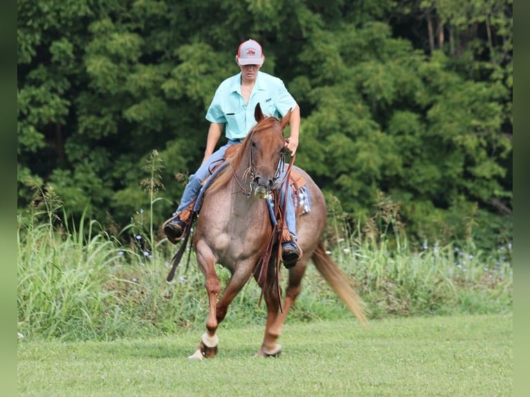Quarter horse américain Jument 11 Ans 155 cm Rouan Rouge in Level Green Ky