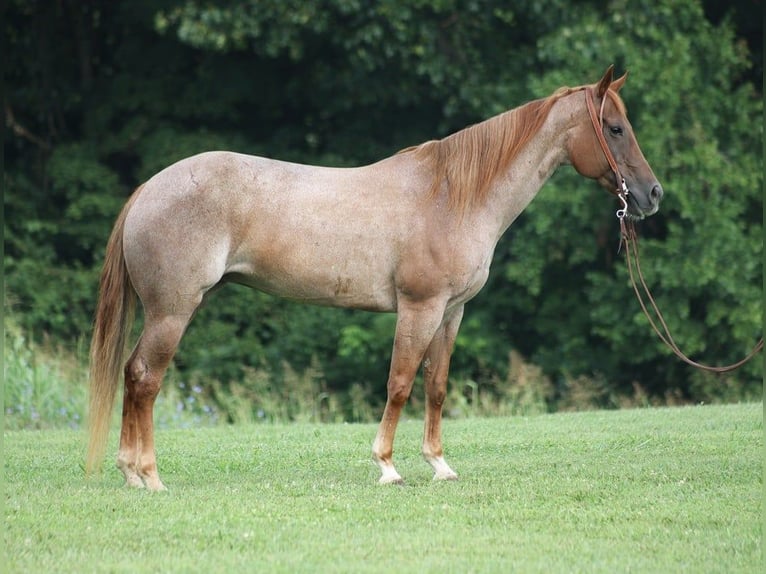 Quarter horse américain Jument 11 Ans 155 cm Rouan Rouge in Level Green Ky