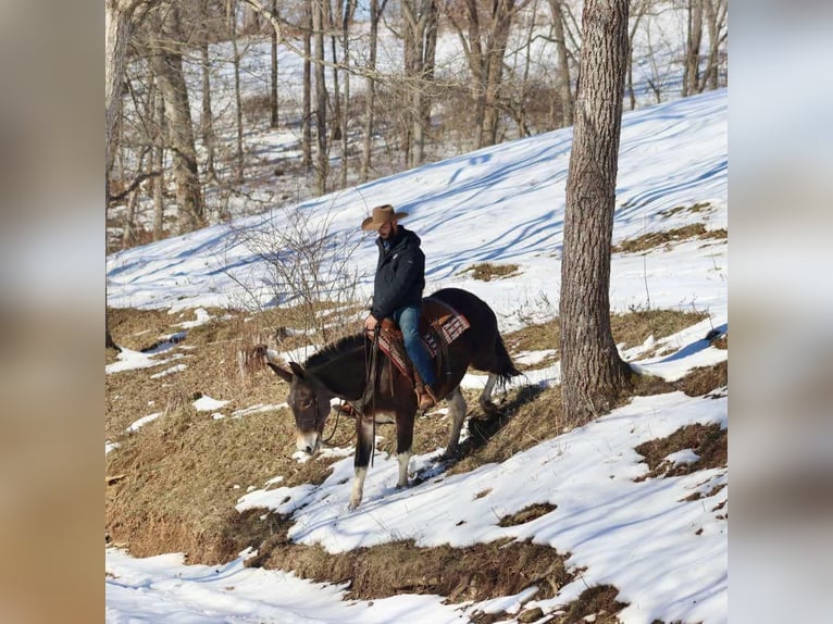 Quarter horse américain Jument 11 Ans 157 cm Bai cerise in Brooksville KY