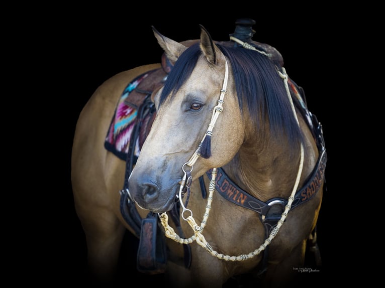 Quarter horse américain Jument 11 Ans 157 cm Buckskin in Madill