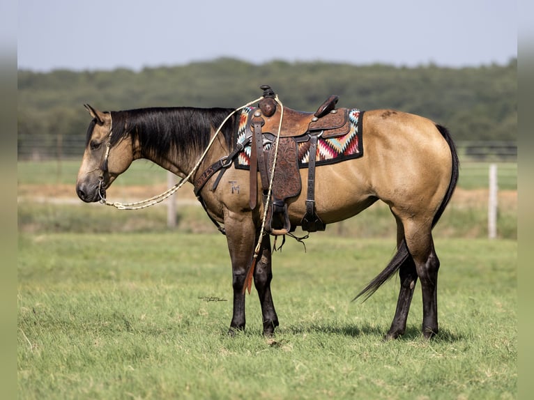 Quarter horse américain Jument 11 Ans 157 cm Buckskin in Madill