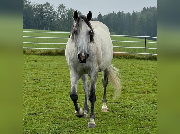 Quarter horse américain Croisé Jument 11 Ans 158 cm Gris pommelé in Niederriedenni