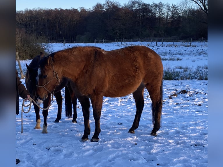 Quarter horse américain Jument 11 Ans 158 cm Isabelle in Pudagla