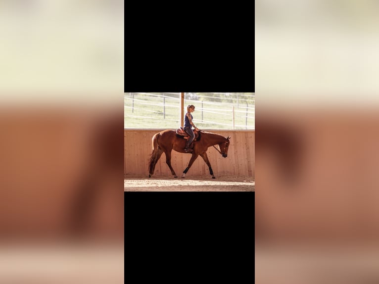 Quarter horse américain Jument 11 Ans 160 cm in Oettingen in Bayern