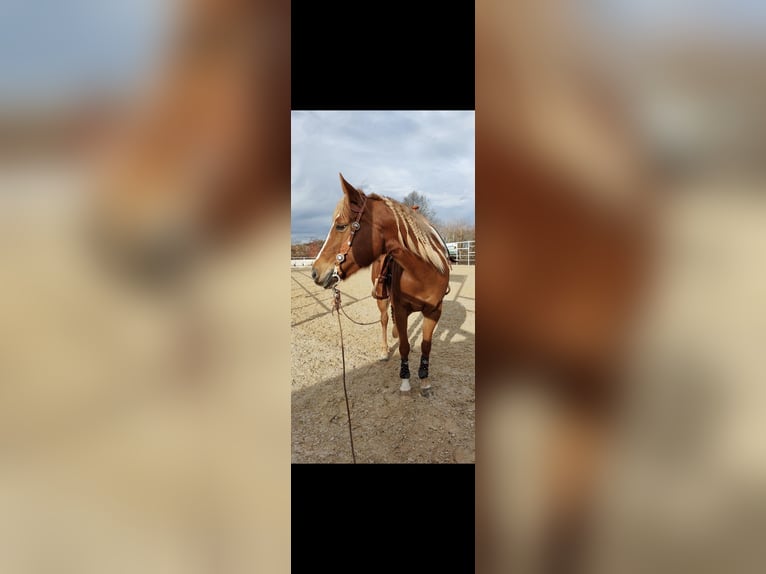 Quarter horse américain Jument 11 Ans 160 cm in Oettingen in Bayern