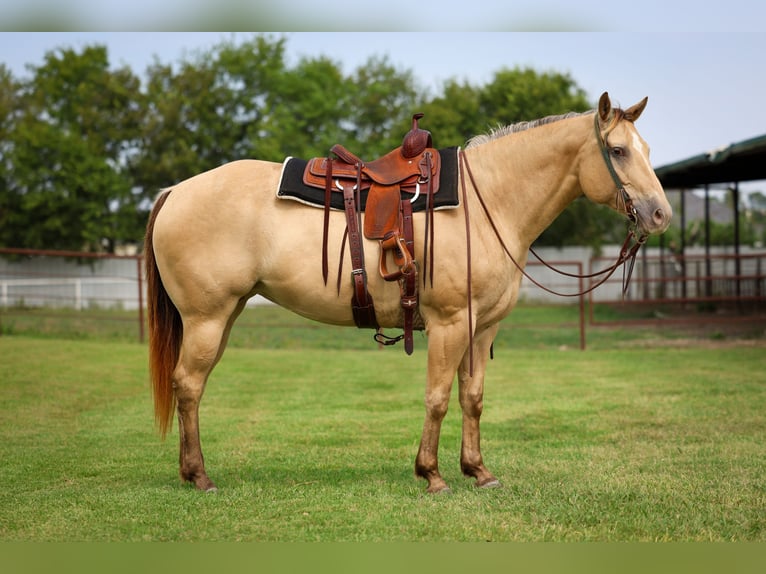 Quarter horse américain Jument 11 Ans 163 cm Champagne in Forney