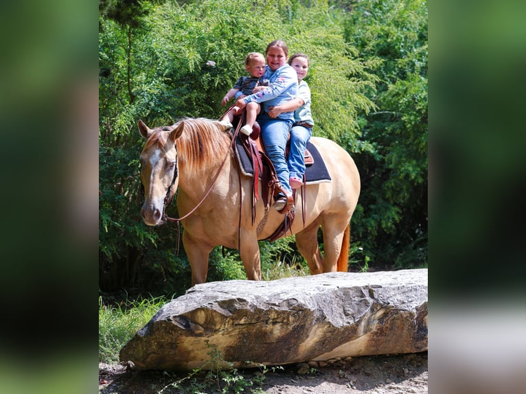 Quarter horse américain Jument 11 Ans 163 cm Champagne in Forney