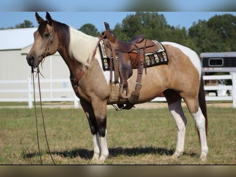 Quarter horse américain Jument 11 Ans Buckskin in Guthrie OK
