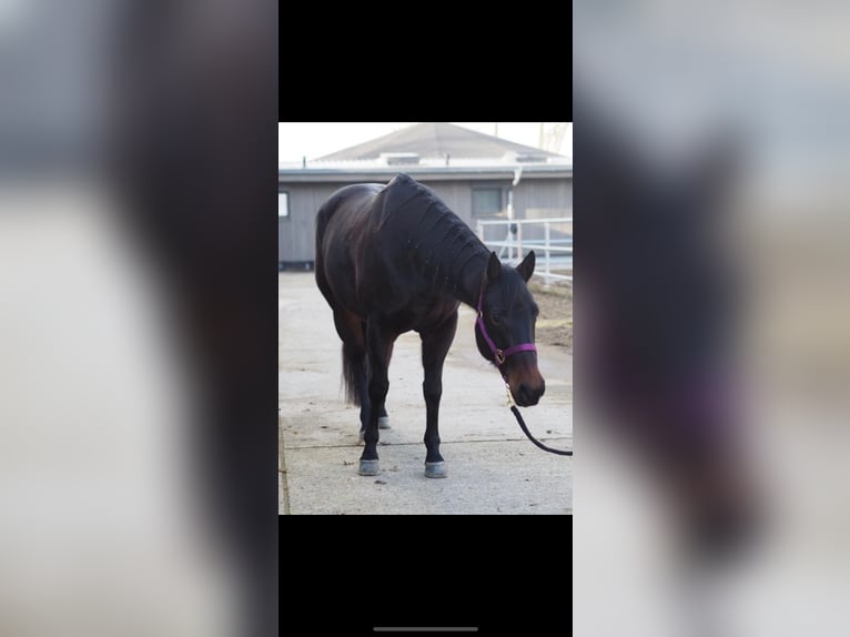 Quarter horse américain Jument 11 Ans in Lautertal