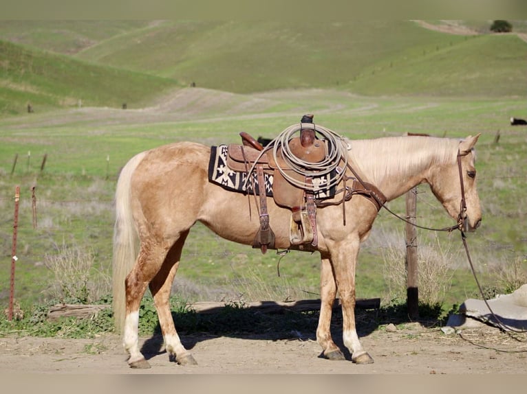 Quarter horse américain Jument 11 Ans Palomino in Bitterwater, Ca