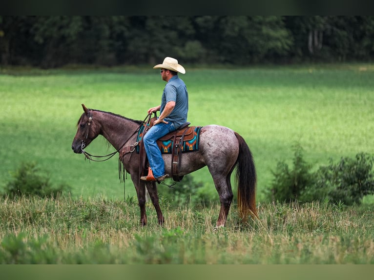 Quarter horse américain Jument 11 Ans Roan-Bay in Santa Fe