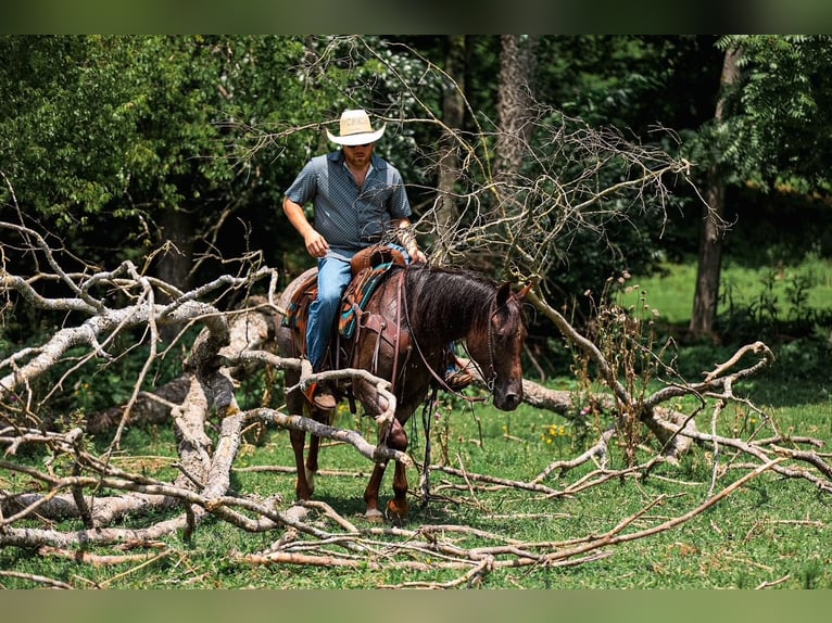Quarter horse américain Jument 11 Ans Roan-Bay in Santa Fe