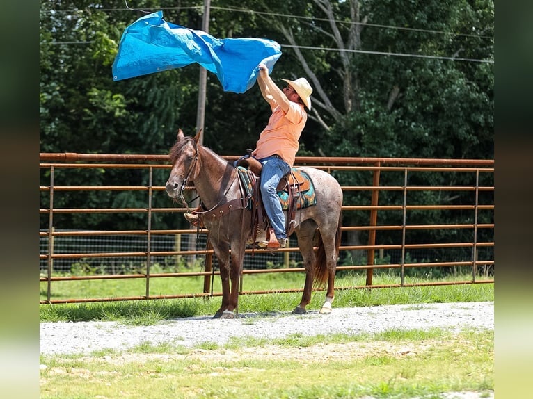 Quarter horse américain Jument 11 Ans Roan-Bay in Santa Fe