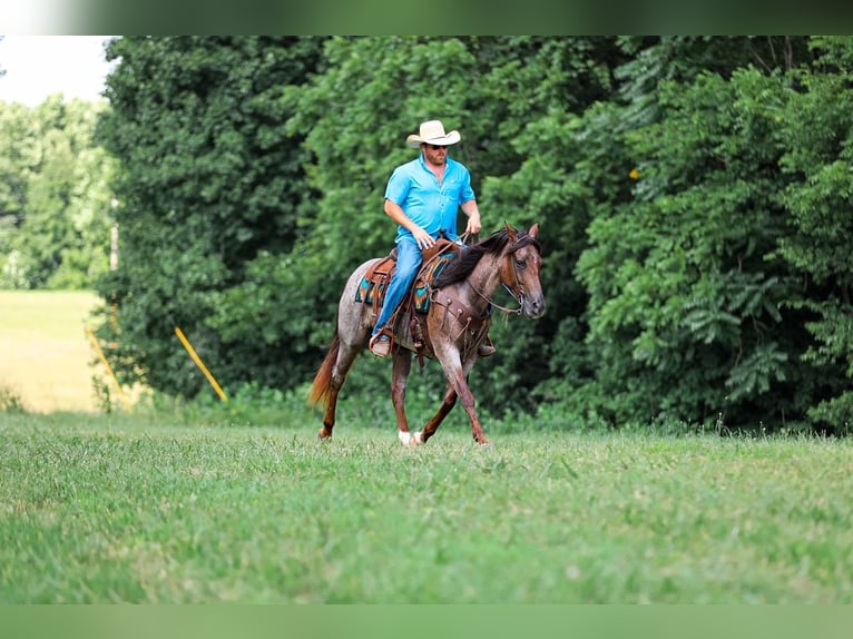 Quarter horse américain Jument 11 Ans Roan-Bay in Santa Fe