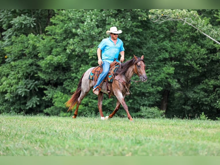 Quarter horse américain Jument 11 Ans Roan-Bay in Santa Fe