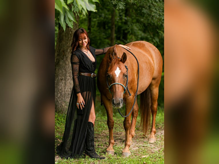 Quarter horse américain Jument 12 Ans 142 cm Alezan brûlé in Fely OK