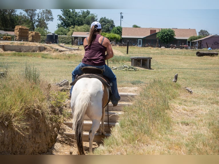 Quarter horse américain Jument 12 Ans 142 cm Buckskin in VALLEY SPRINGS, CA