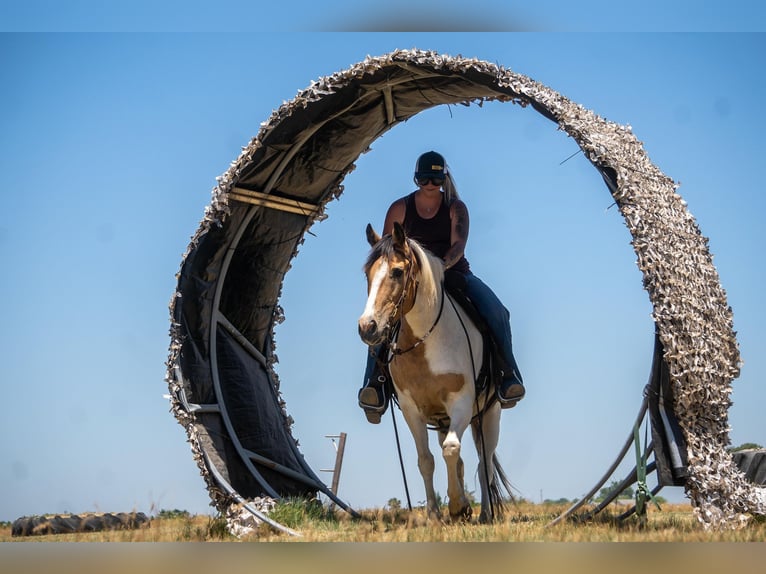 Quarter horse américain Jument 12 Ans 142 cm Buckskin in VALLEY SPRINGS, CA