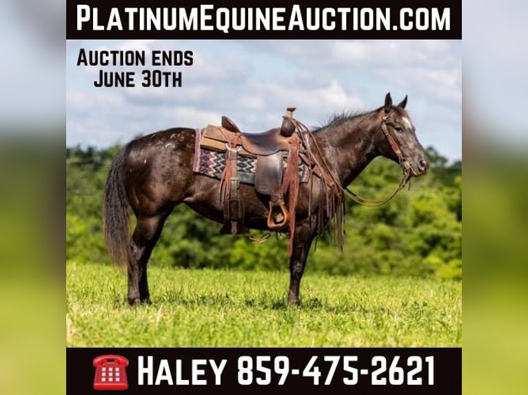 Quarter horse américain Jument 12 Ans 142 cm Noir in EWING, KY