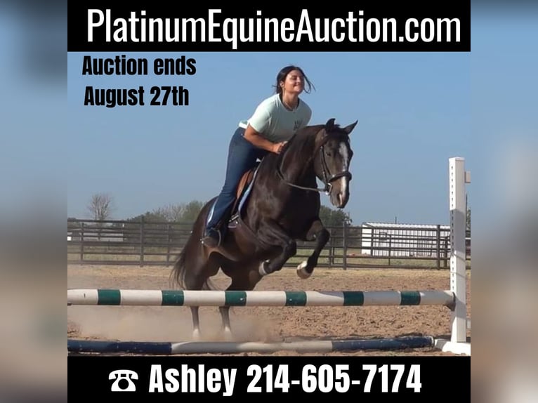 Quarter horse américain Jument 12 Ans 142 cm Noir in weatherford TX