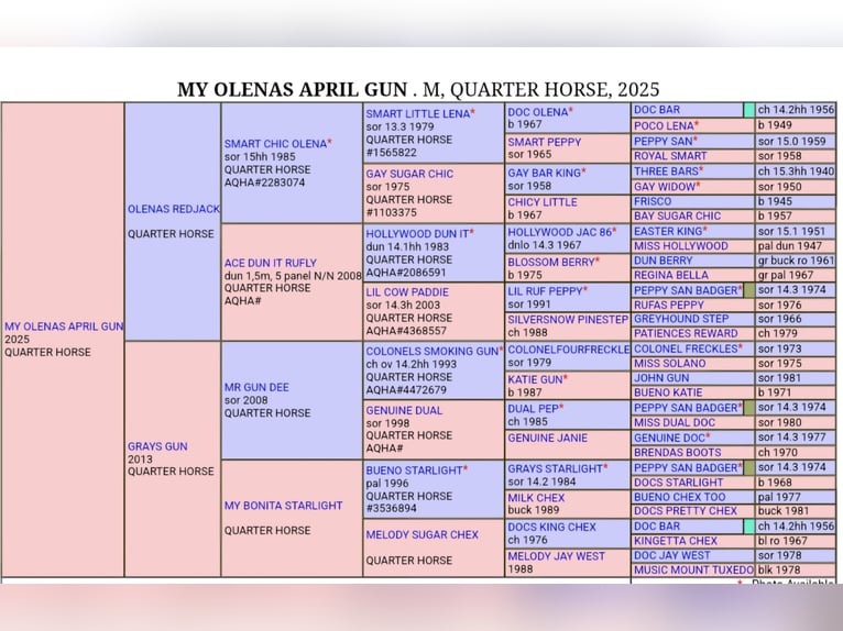 Quarter horse américain Jument 12 Ans 143 cm Alezan brûlé in Harpstedt