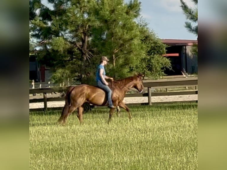 Quarter horse américain Jument 12 Ans 145 cm Alezan brûlé in Johnston, SC