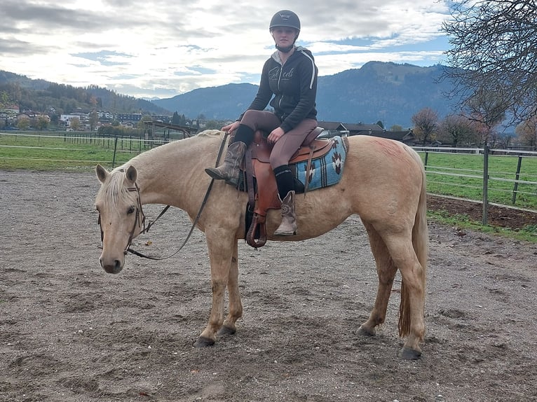 Quarter horse américain Jument 12 Ans 145 cm Palomino in Kirchbichl