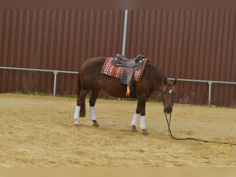 Quarter horse américain Jument 12 Ans 146 cm Alezan brûlé in Geilenkirchen