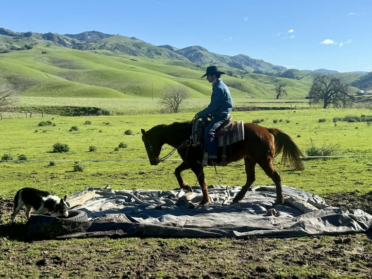 Quarter horse américain Jument 12 Ans 147 cm Alezan brûlé in Paicines CA