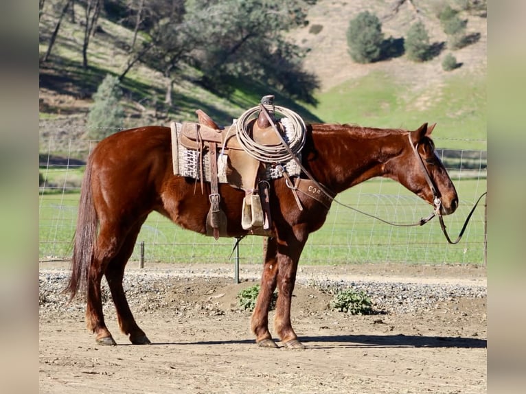Quarter horse américain Jument 12 Ans 147 cm Alezan brûlé in Paicines CA