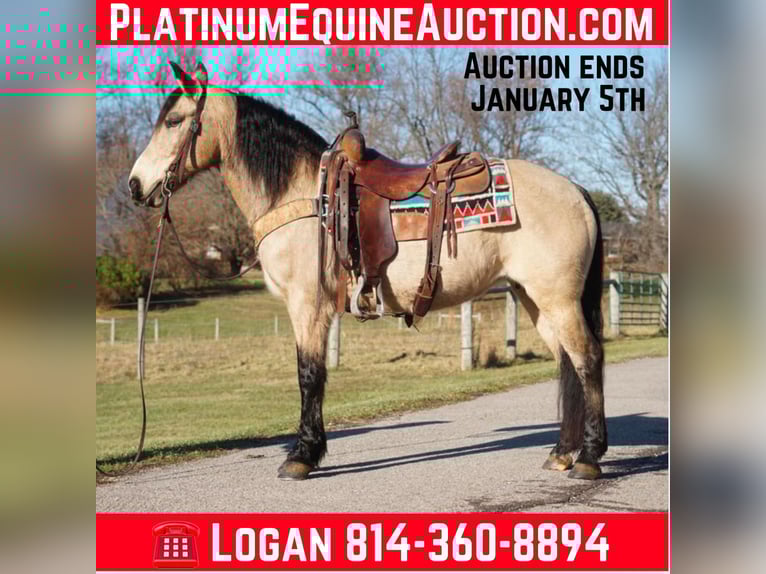 Quarter horse américain Jument 12 Ans 147 cm Buckskin in Rineyville KY