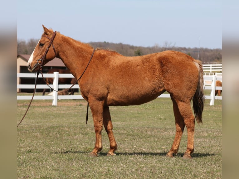 Quarter horse américain Jument 12 Ans 147 cm Palomino in Mckinney