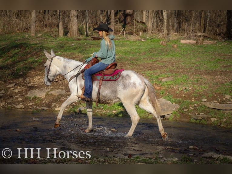 Quarter horse américain Jument 12 Ans 147 cm Rouan Bleu in Flemingsburg KY