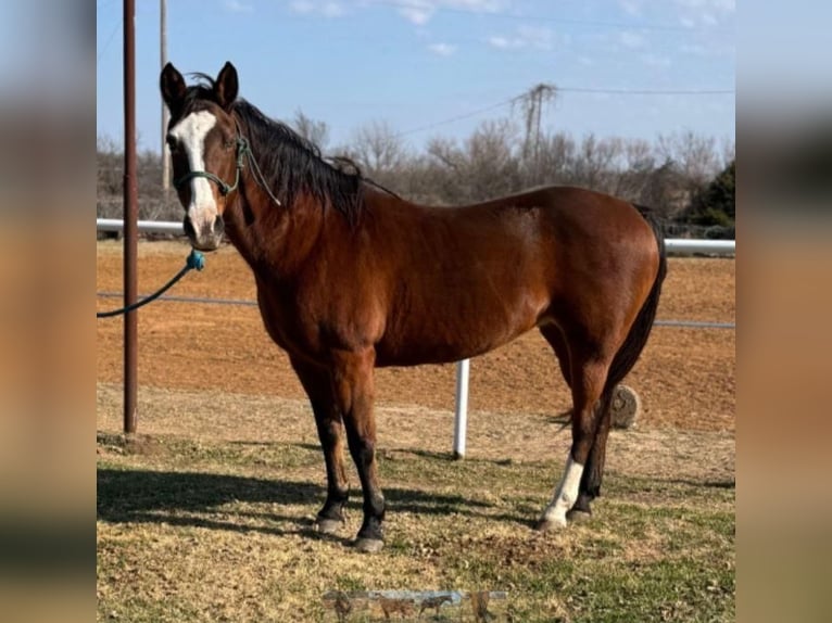 Quarter horse américain Jument 12 Ans 147 cm in Lawton